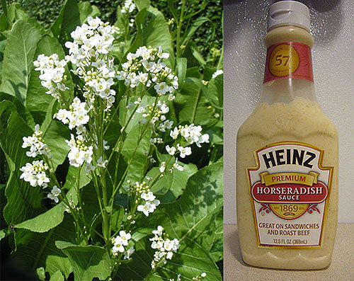 芥末山葵哪个更辣,山葵芥末辣根是一个物种吗