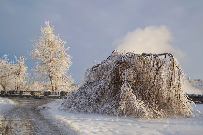 尼亚加拉珍稀冰酒,尼亚加拉冰葡萄酒