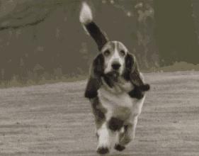 狗狗八字脚是怎么样的呢,狗狗八字脚