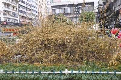 “霸王级”寒潮重创达城花木