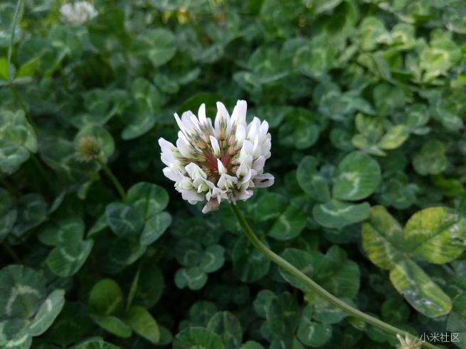 红米note3的拍照方法,红米note3不亮