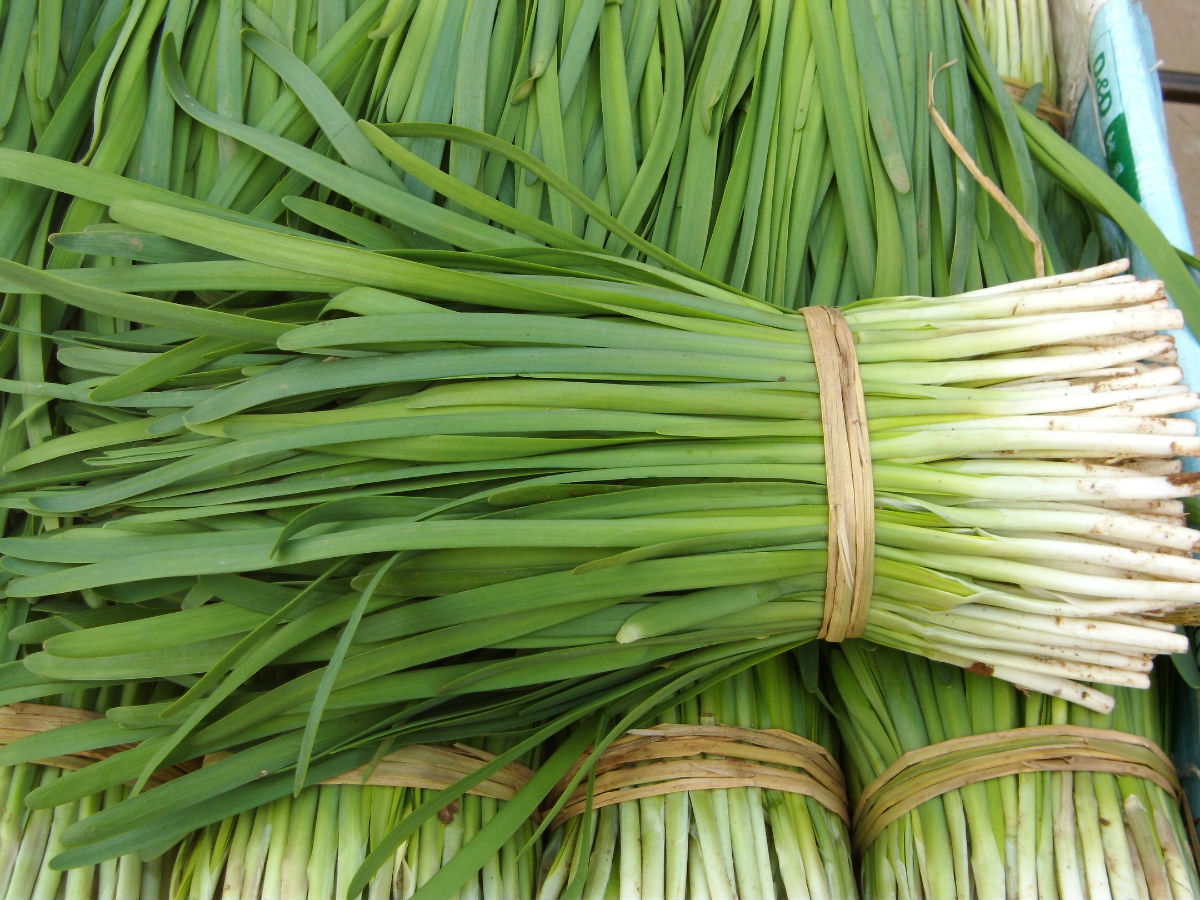 又是一年春吃野菜的季节,春天的第一茬韭菜到底能不能吃