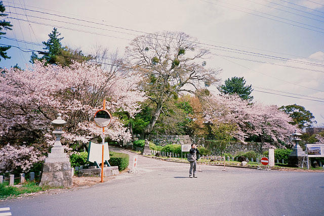 到底哪里才是12星座最不可辜负的樱花祭（上）