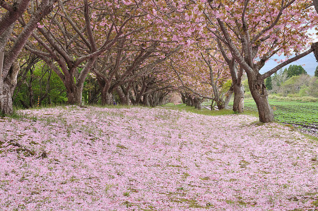 到底哪里才是12星座最不可辜负的樱花祭（上）