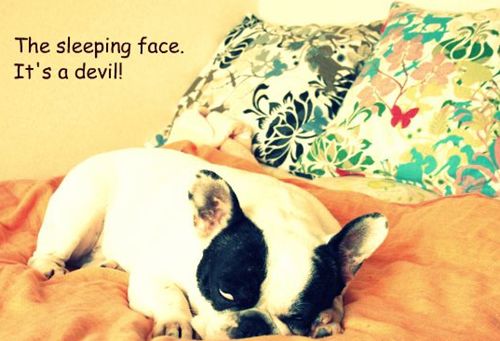 狗狗老是拉肚子怎么办，如何让狗狗远离腹泻的侵害