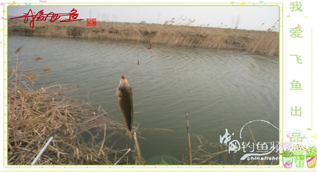 2016之我爱飞鱼觅得好钓点