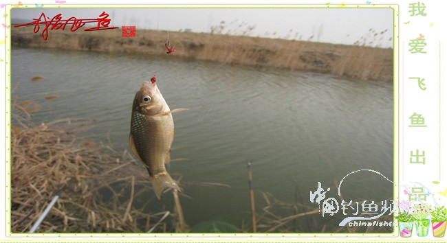 2016之我爱飞鱼觅得好钓点