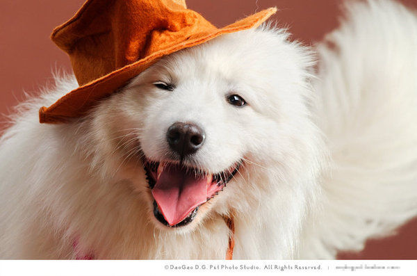 德牧皮肤病狗狗治疗过程,德牧幼犬皮肤病严重怎么治