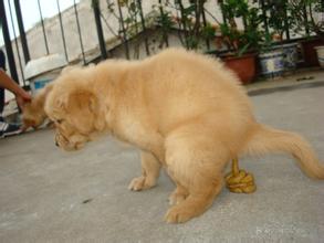 金毛犬怎么训练不乱叫,金毛犬怎么训练大小便