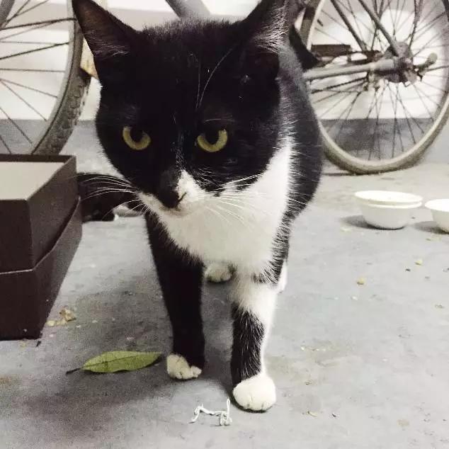 上海市领养流浪动物的地方在哪里,上海市领养小猫的地方