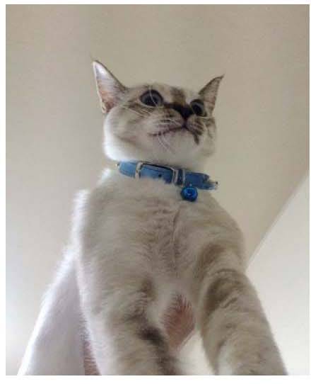 男子路过公园被流浪猫一见钟情，万万没想到，漫步都能捡个主子