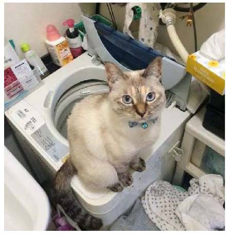 男子路过公园被流浪猫一见钟情，万万没想到，漫步都能捡个主子