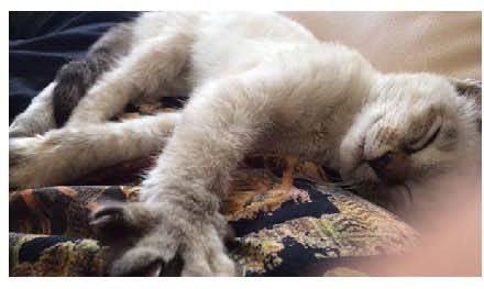 男子路过公园被流浪猫一见钟情，万万没想到，漫步都能捡个主子