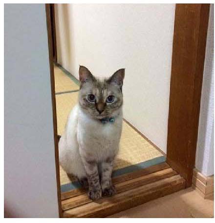 男子路过公园被流浪猫一见钟情，万万没想到，漫步都能捡个主子