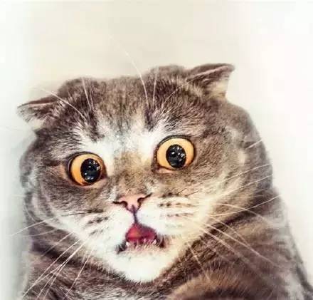 广州富力和天津权健分析,权健vs上港分析