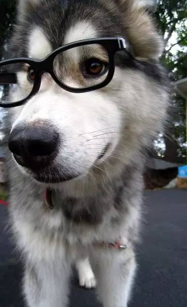 训犬专用玩具,边牧训狗玩具