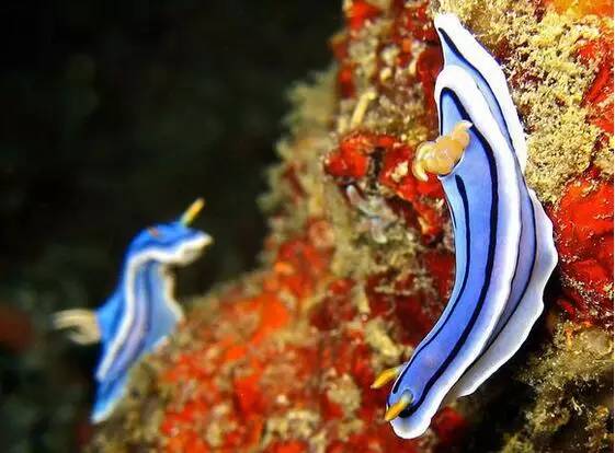 海兔教程,原神海兔全图鉴