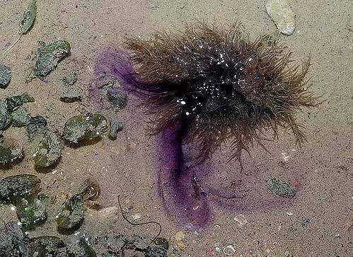 海兔教程,原神海兔全图鉴