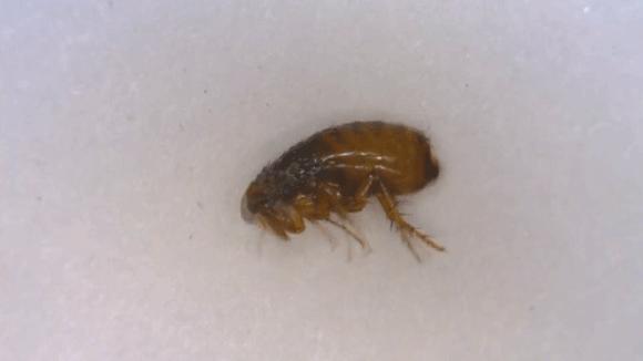 宠物身上有跳蚤寄生虫怎么办,宠物常见寄生虫