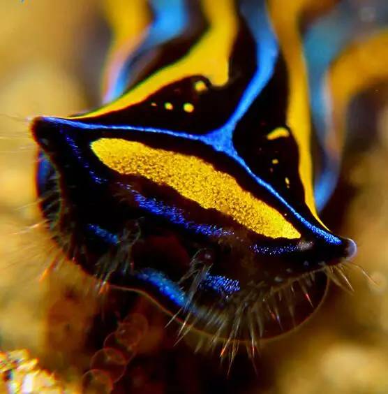 海兔教程,原神海兔全图鉴