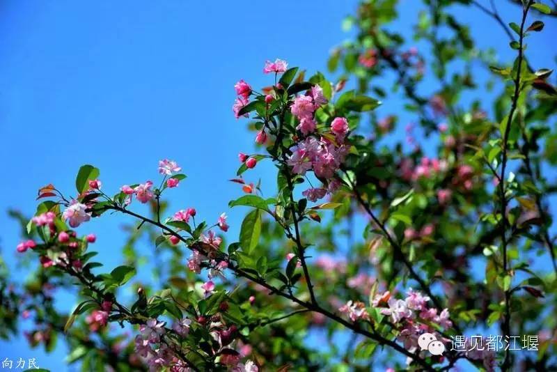走去新丰骑车赏红枫泡温泉品美食,走温江田园去观赏美好生活