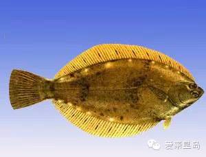 秦皇岛海鲜不重样,秦皇岛海鲜推荐