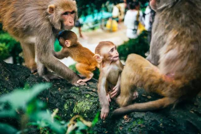 尼泊尔努巴尼活女神,加德满都活女神