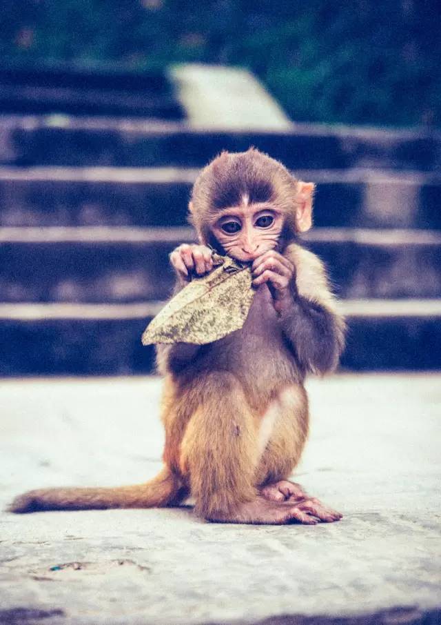 尼泊尔努巴尼活女神,加德满都活女神