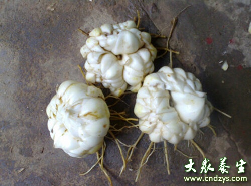 女人滋阴补血的10种食物,女人最靠谱的六种补血食疗方法