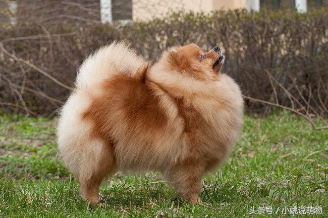 博美宠物狗的关注事项,博美疾病怎么预防