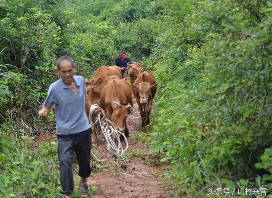 农村养殖羊和猪哪个利润高,如何养殖羊才能挣钱