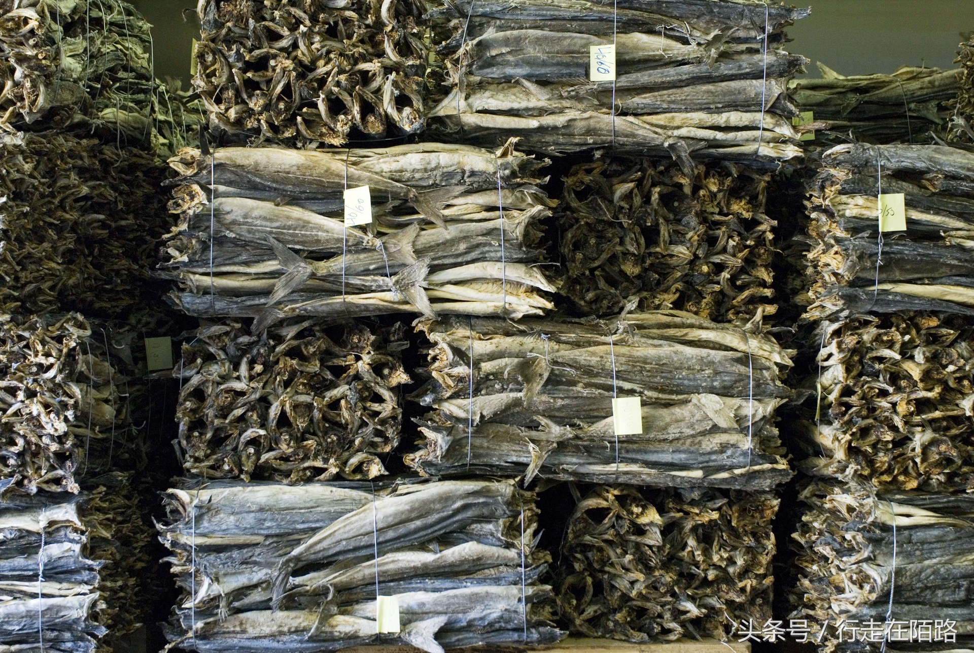 挪威渔民收入,挪威渔民遇到世外桃源