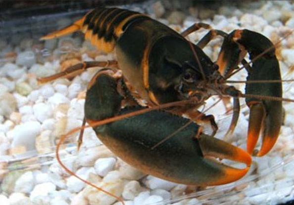 小龙虾入侵中国濒临灭绝,德国成灾成灾的小龙虾被中国人吃