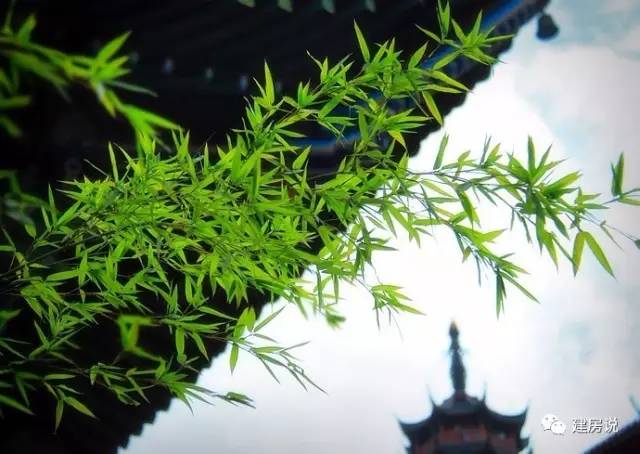 别墅庭院景观树图片大全,别墅庭院围栏用什么树