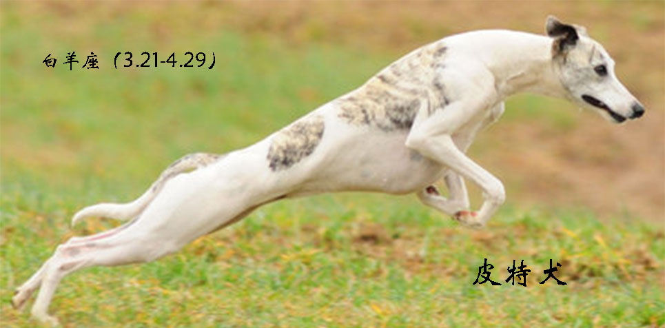 各星座对应的狗,各个星座代表的狗狗