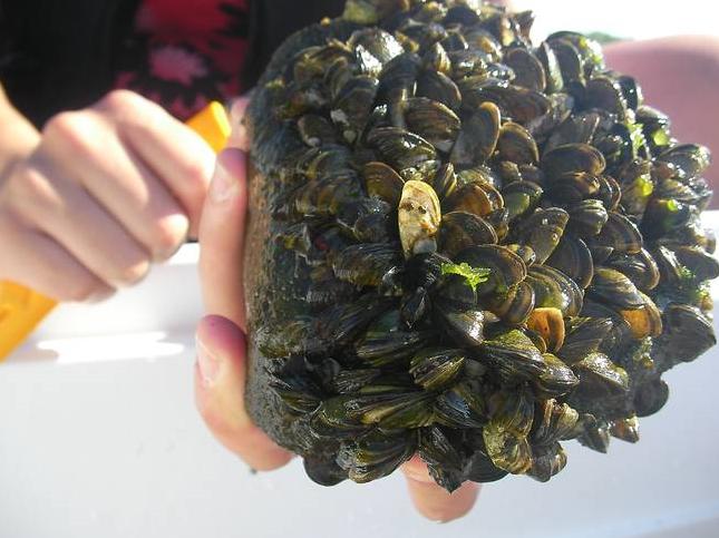 小龙虾入侵中国濒临灭绝,德国成灾成灾的小龙虾被中国人吃