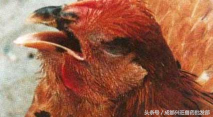 肉鸡慢性呼吸道疾病的综合防治，你愿意错过吗？