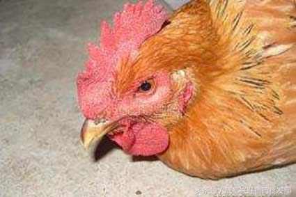 肉鸡慢性呼吸道疾病的综合防治，你愿意错过吗？