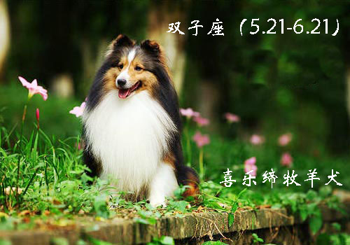 各星座对应的狗,各个星座代表的狗狗