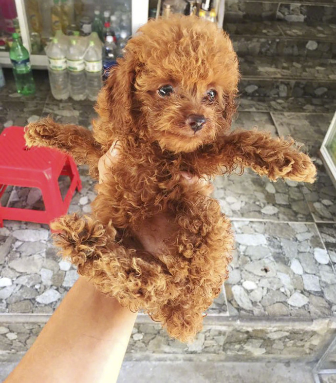 狗自己背的户外小背包,狗主人背包