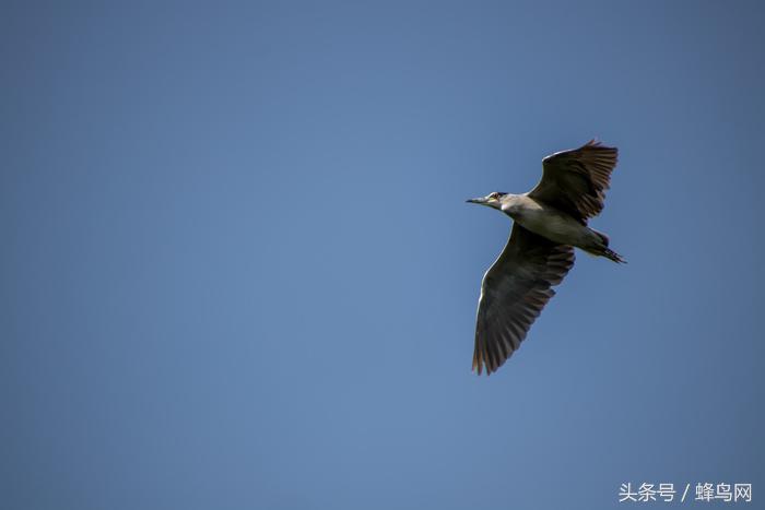 腾龙2.8恒定变焦镜头,腾龙24-70mm3.5手动镜头