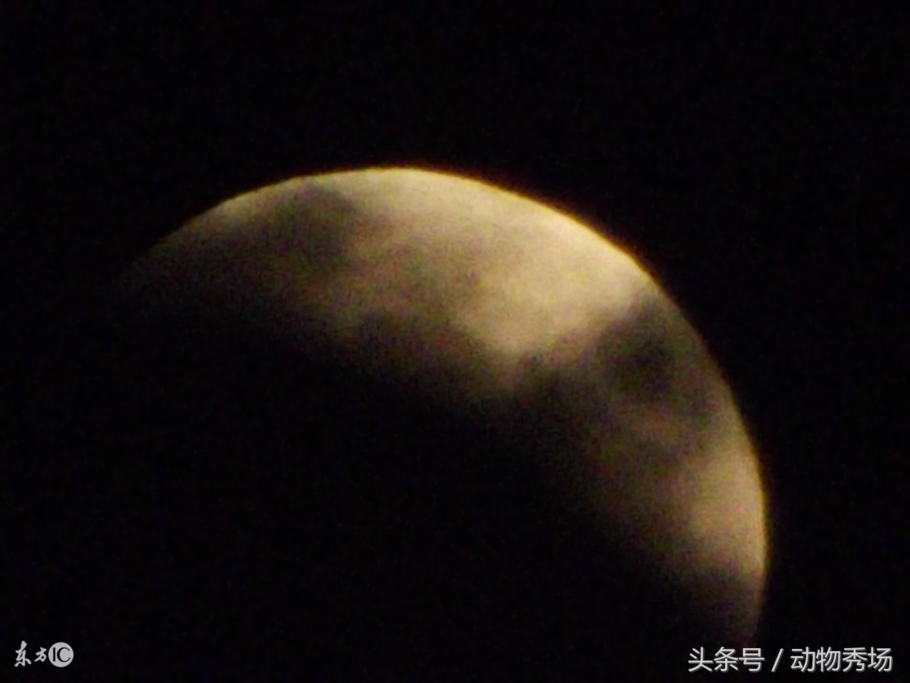 封神榜哮天犬是哪个品种的狗,天狗食月的狗是哮天犬么