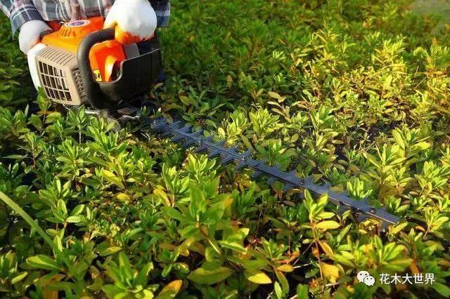 全球园林机械市场,园林工具市场前景如何