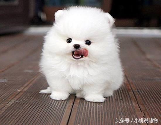 博美宠物狗的关注事项,博美疾病怎么预防