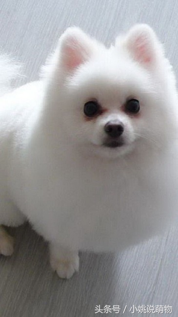 博美宠物狗的关注事项,博美疾病怎么预防