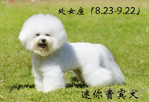 各星座对应的狗,各个星座代表的狗狗