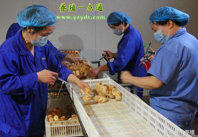 养鸡必须要给鸡打针吗,鸡做疫苗前后关注事项