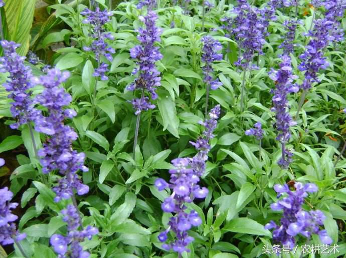 蓝花接骨草主治筋骨疼痛，风湿麻木，半身不遂，跌打损伤