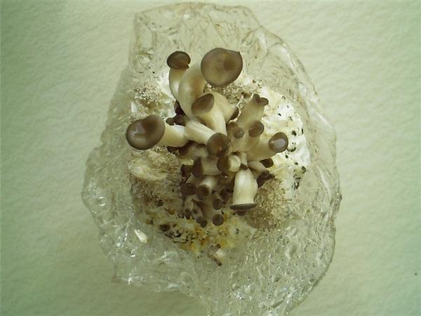 用盆种蘑菇,种蘑菇用的材料可以养花