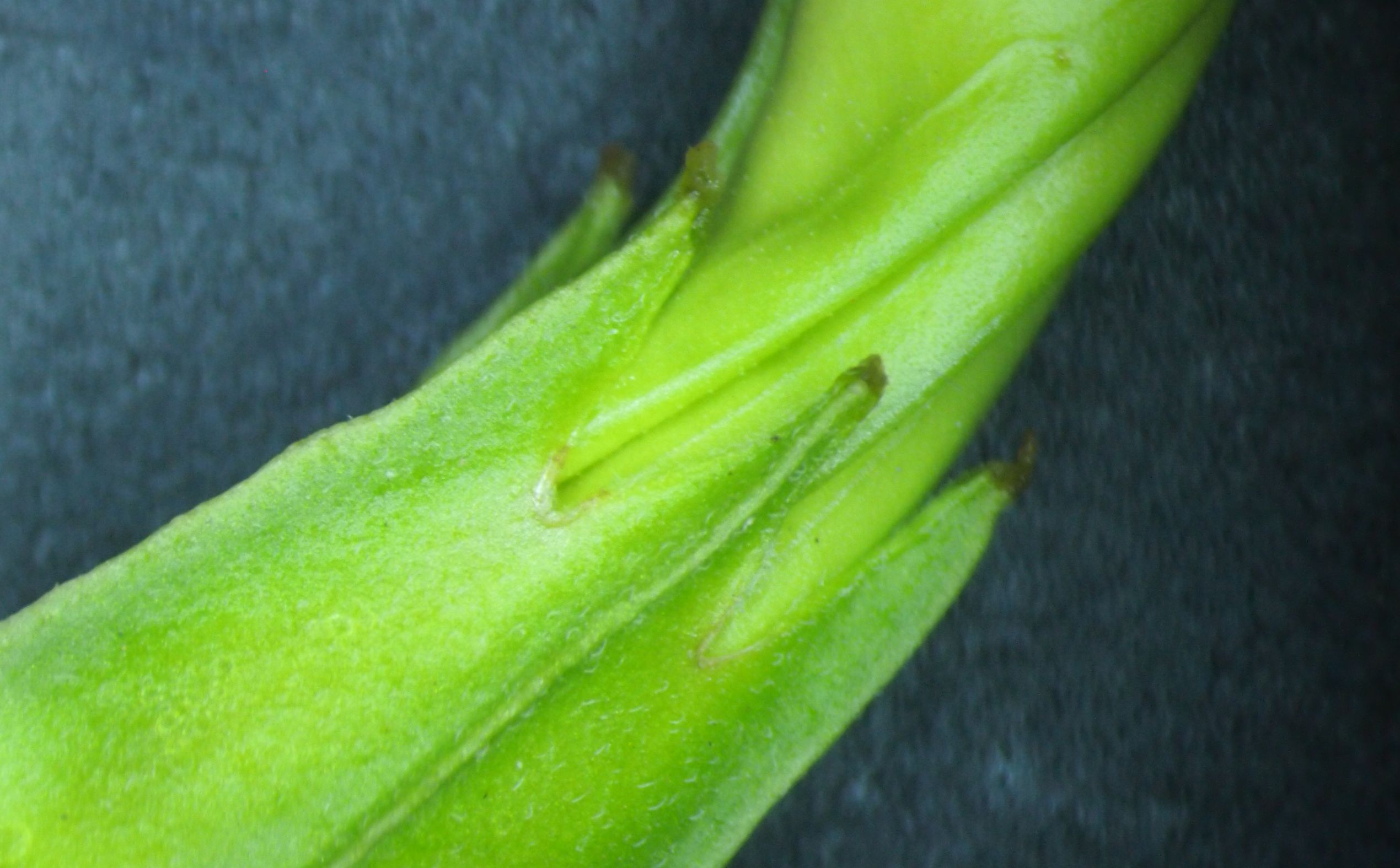 曼陀罗和白喇叭花,大花曼陀罗喇叭视频